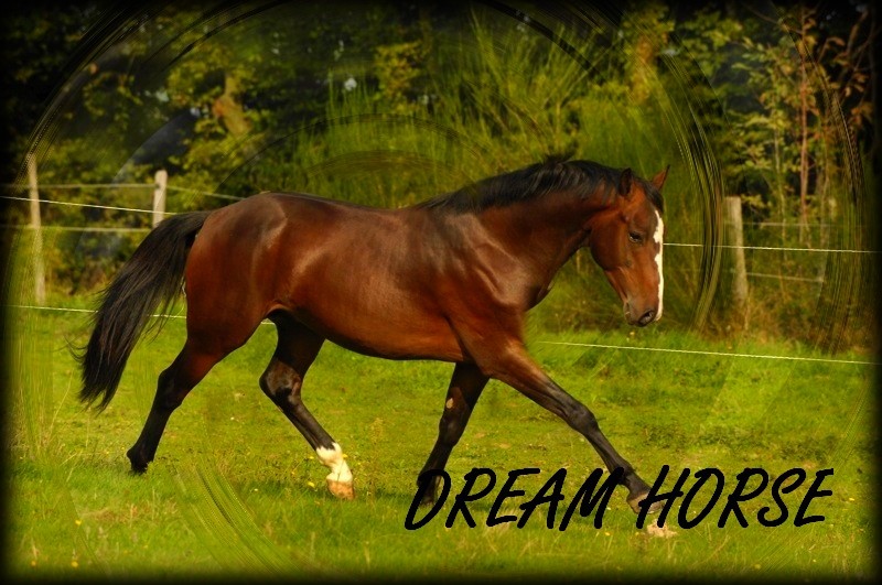 Dream Horse
