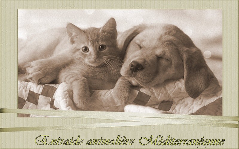 Entraide adoption animalière méditéranéenne