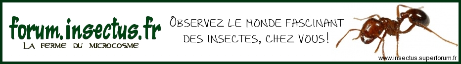 Insectus
