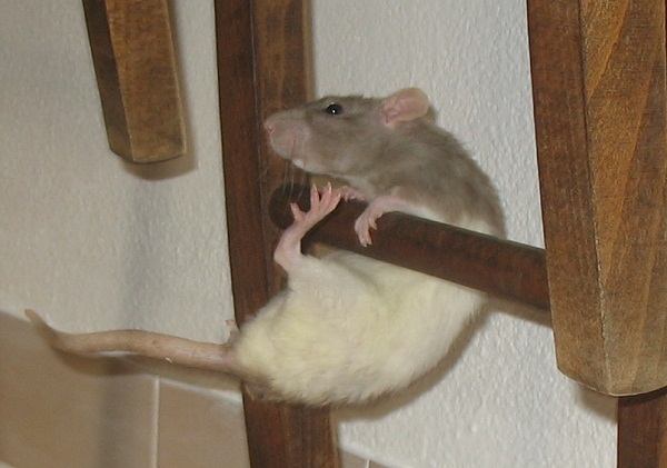rat information