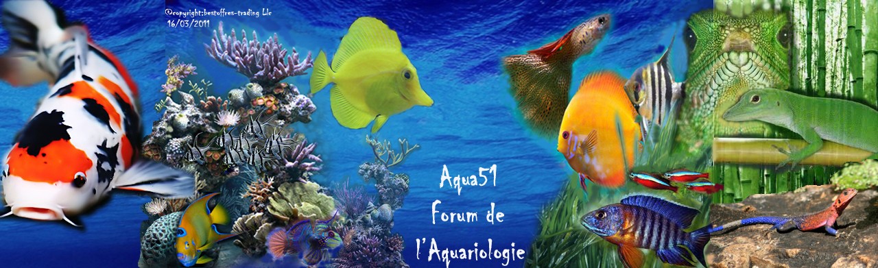 aquariophilie AquaPortail et bestoffres-aquatic.com