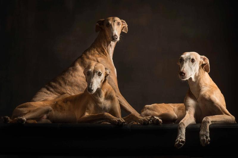 UNE HISTOIRE DE GALGOS