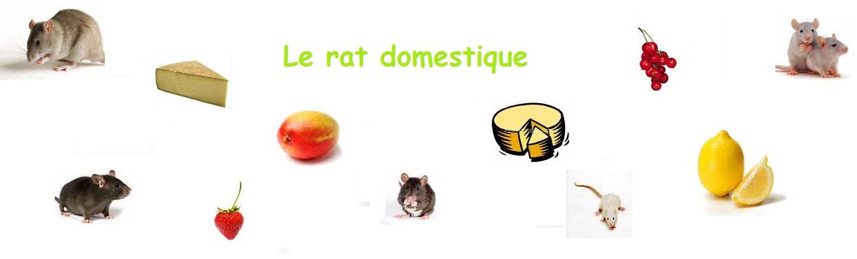 Maladie du cri du chat france 5