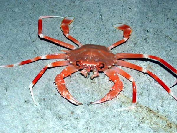 crab_b10.jpg