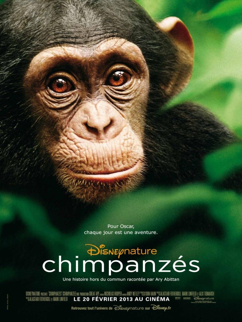 chimpa10.jpg