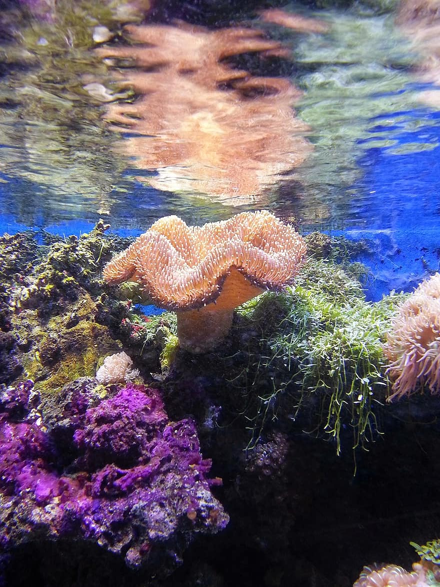   coral-11.jpg